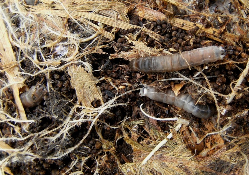 Larve di Tipulidae?